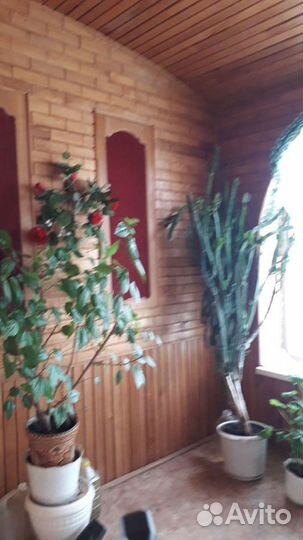 Цветы для дома, офиса