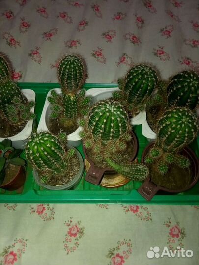Кактусы,каланхоэ и другие