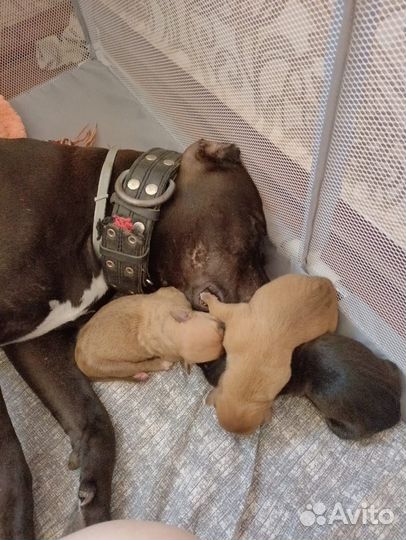 Щенки питбультерьера