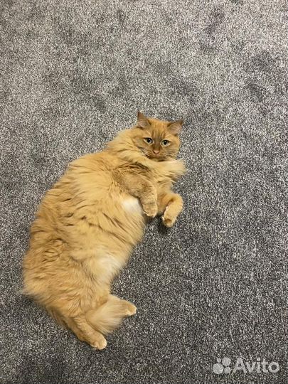 Кот