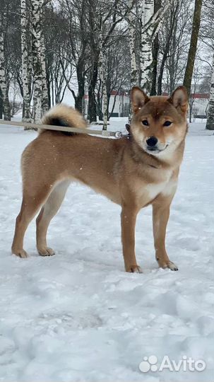 Шиба ину