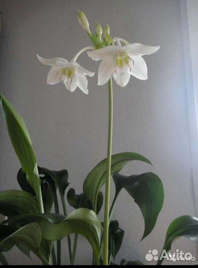 Эухарис амазонская лилия