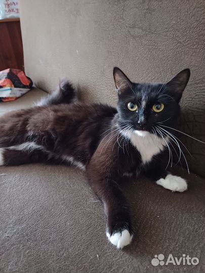 Кошка в дар