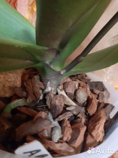 Орхидея фаленопсис