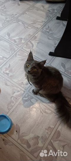 Продам котят майкуна на фото мама папа и 2 котëнк