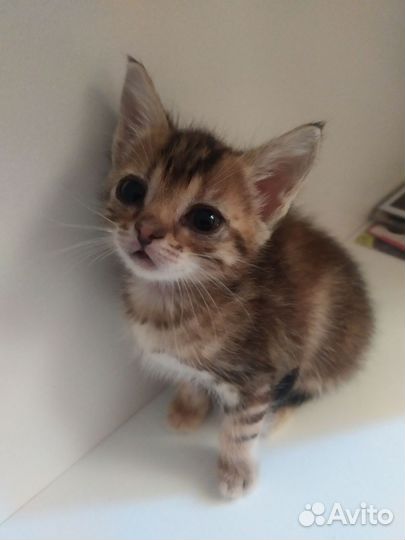 Котёнок девочка