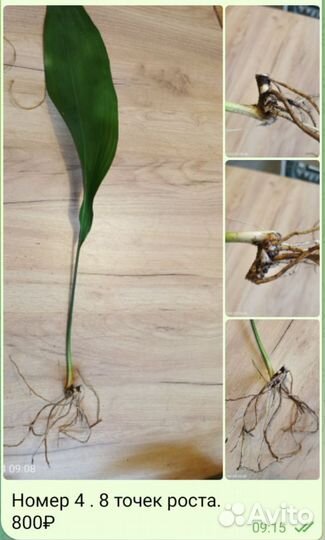 Аспидистра