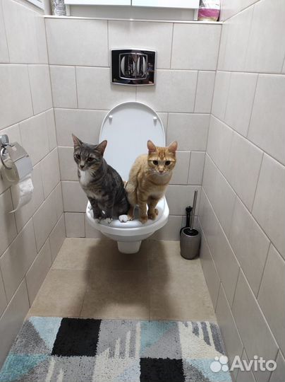 Лоток для приучения кошек к унитазу