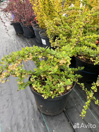 Барбарис тунберга в асортисенте