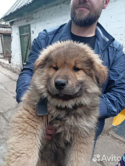 Щенок