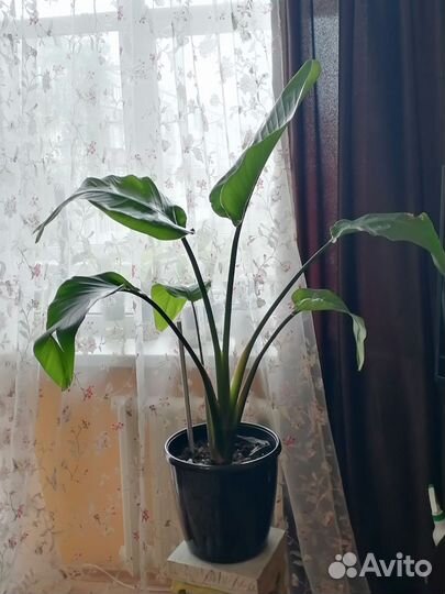 Стрелиция Николая