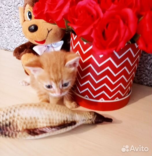 Котята даром