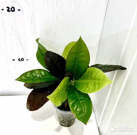 Кротон миссис айстон