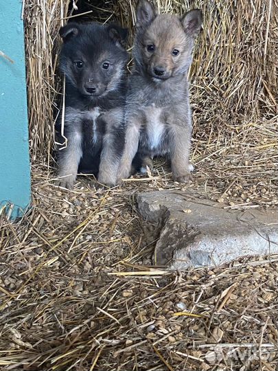 Собака в добрые руки щеноки