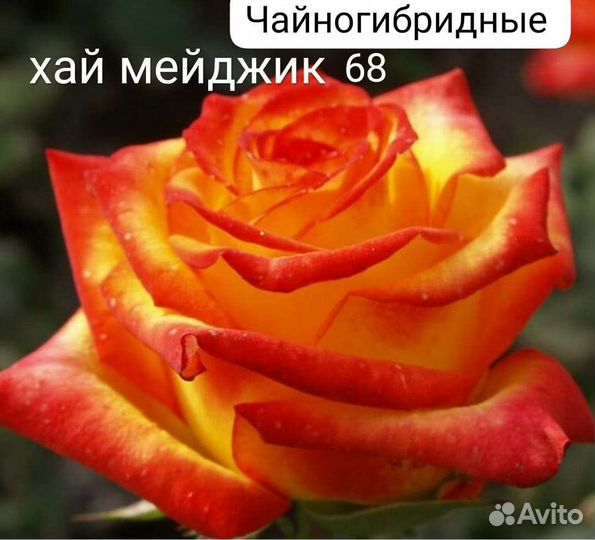 Саженцы роз