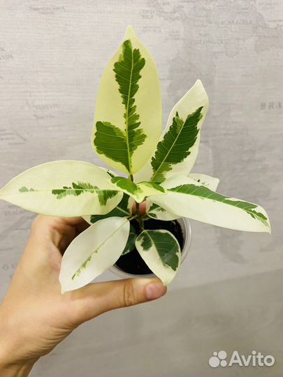 Фикус альбомаргината