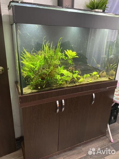 Аквариум