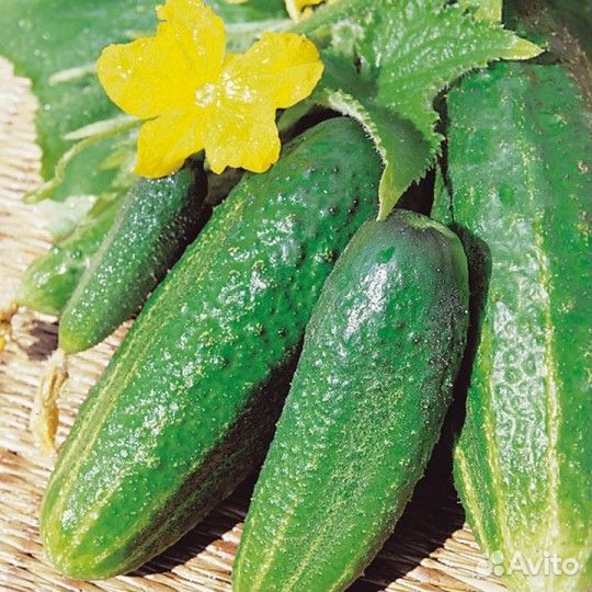 Семена. Огурец Изящный, Аксинья, Альянс