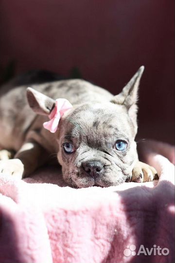 Щенки французского бульдога