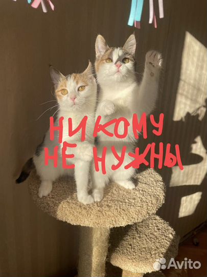 Близняшки никому не нужны