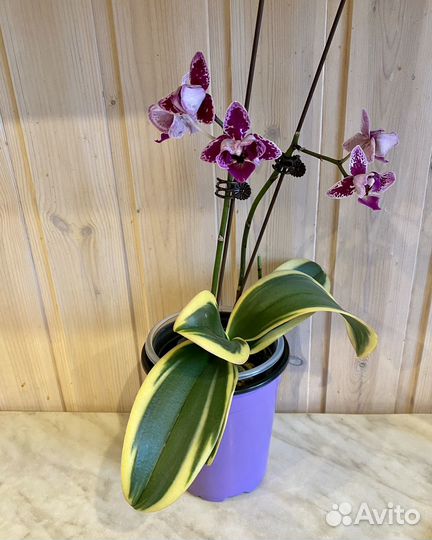 Орхидея вариегатная пелор