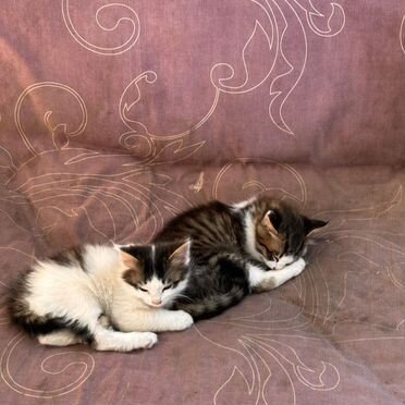 Яванский котёнок