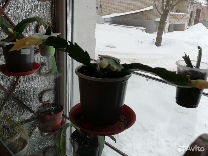 Декабрист шлюмбергера желтый