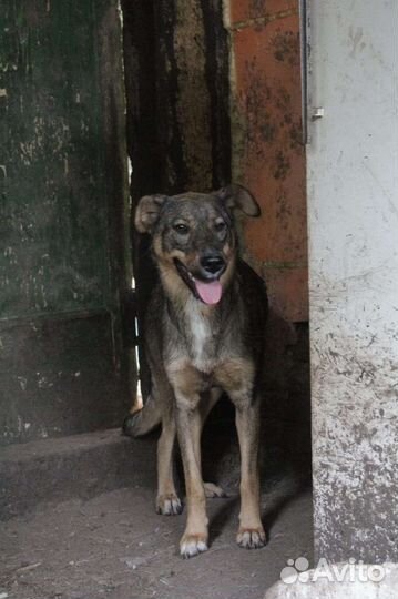 История Чары, которая ждет счастливого завершения