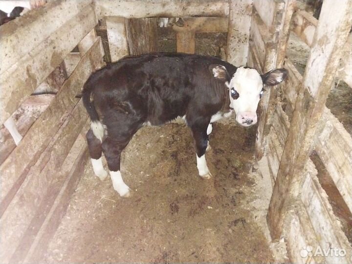 Тёлочка и бычки