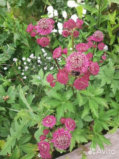 Многолетние цветы