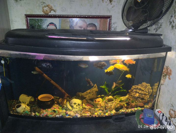 Аквариумные рыбки