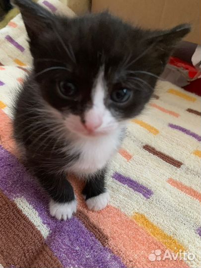 Котята