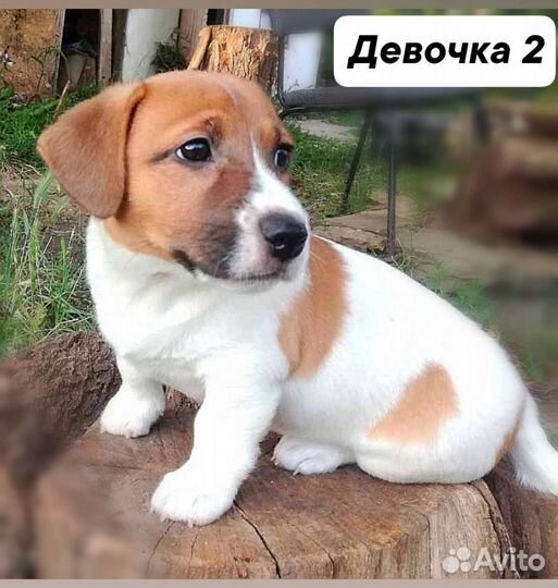 Щенки джек рассел терьер гладкошерстный