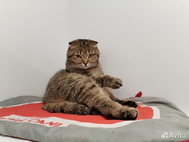 Шотландская вислоухая кошечка