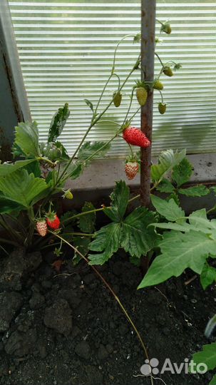 Ремонтантная малина и земляника лесная крупная