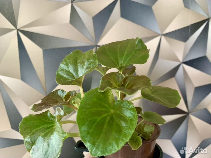 Бегония вечноцветущая белая