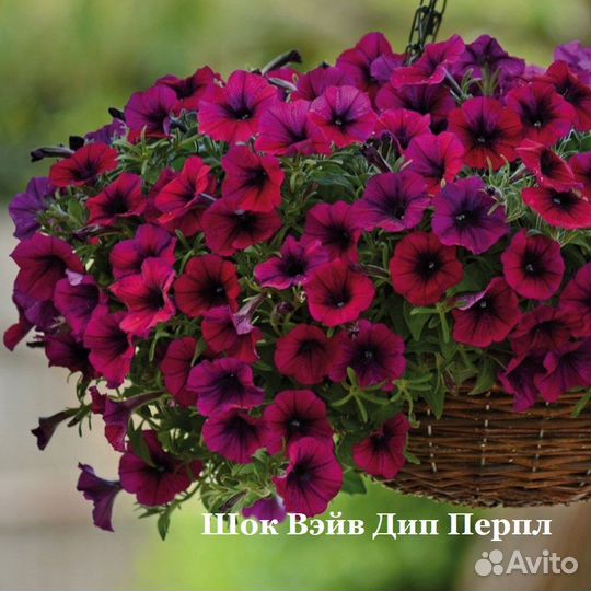 Петуния ампельная