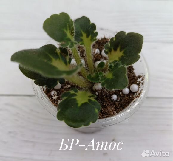 Сортовые фиалки