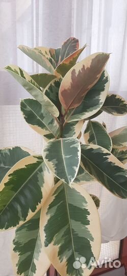 Фикус, взрослое растение