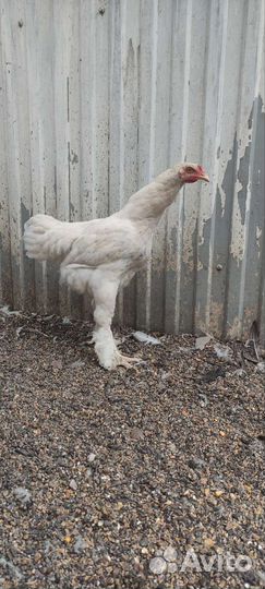 Цыплята 5 месяцев