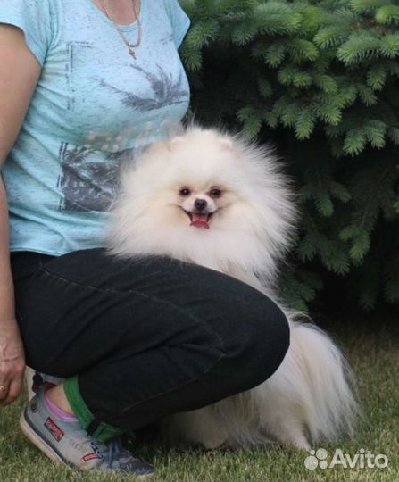 Шпиц на вязку