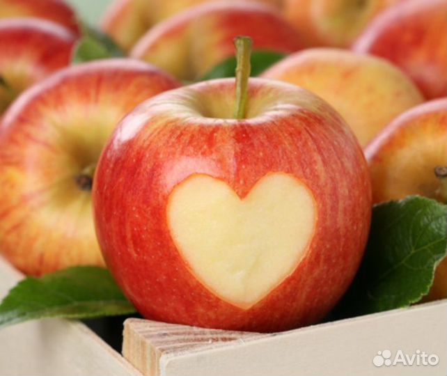 Сборщики яблок