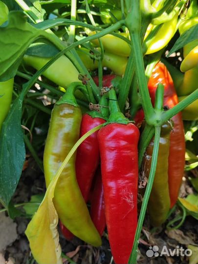 Перец острый