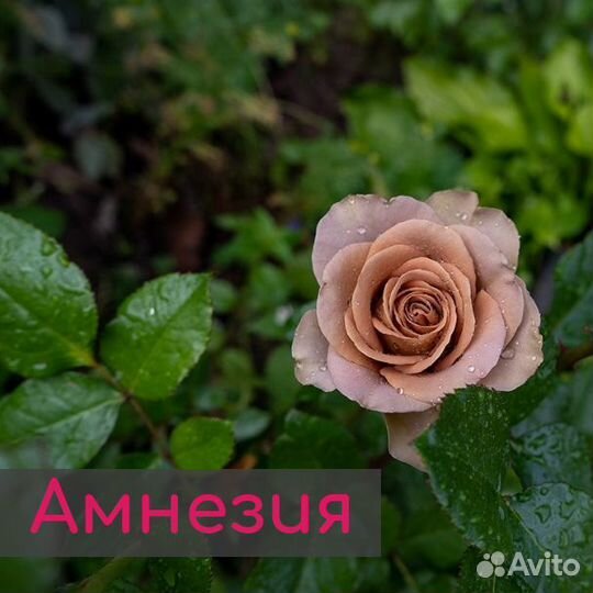 Саженцы роз / Розы