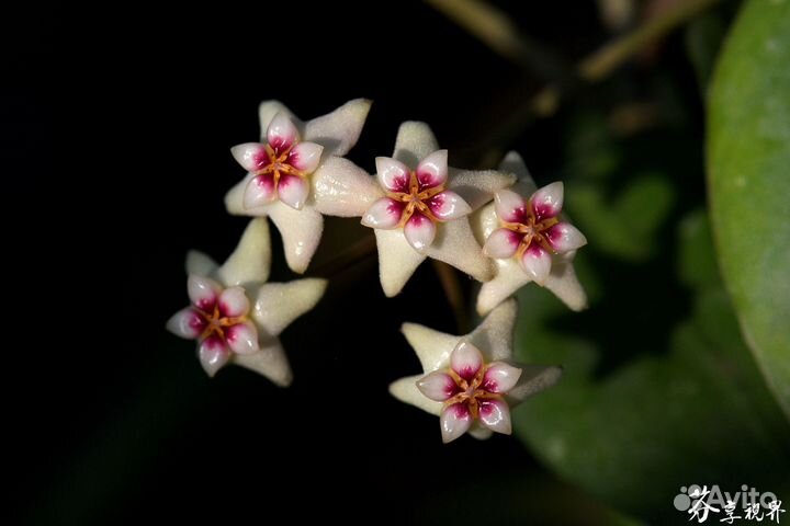 Редкие хойи.Hoya ovalifolia хойя овалифолия