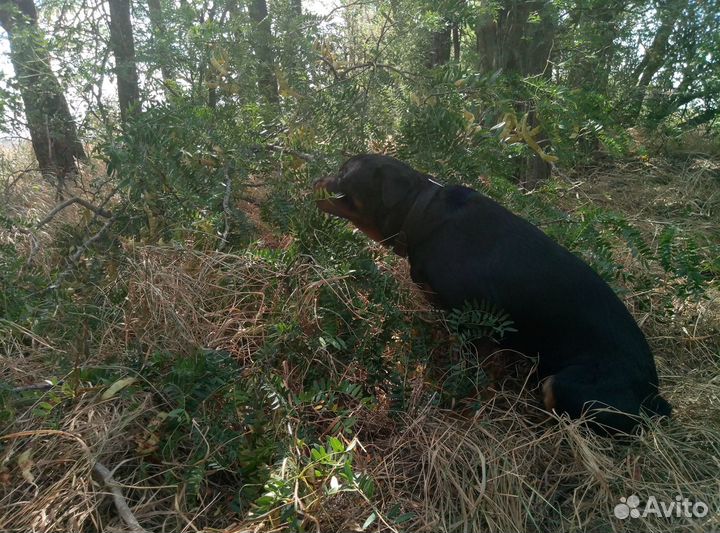 Ротвейлер. Вязка. Кобель