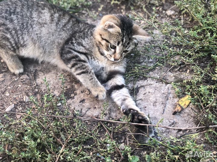 Котята мышеловы+ домик в подарок