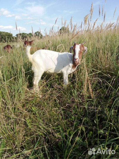 Продам козочку и двух Козлов