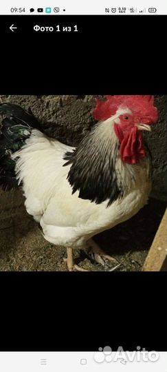 Петух, 1,5 года