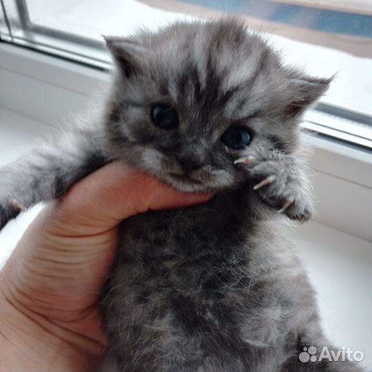Шотландские вислоухие котята